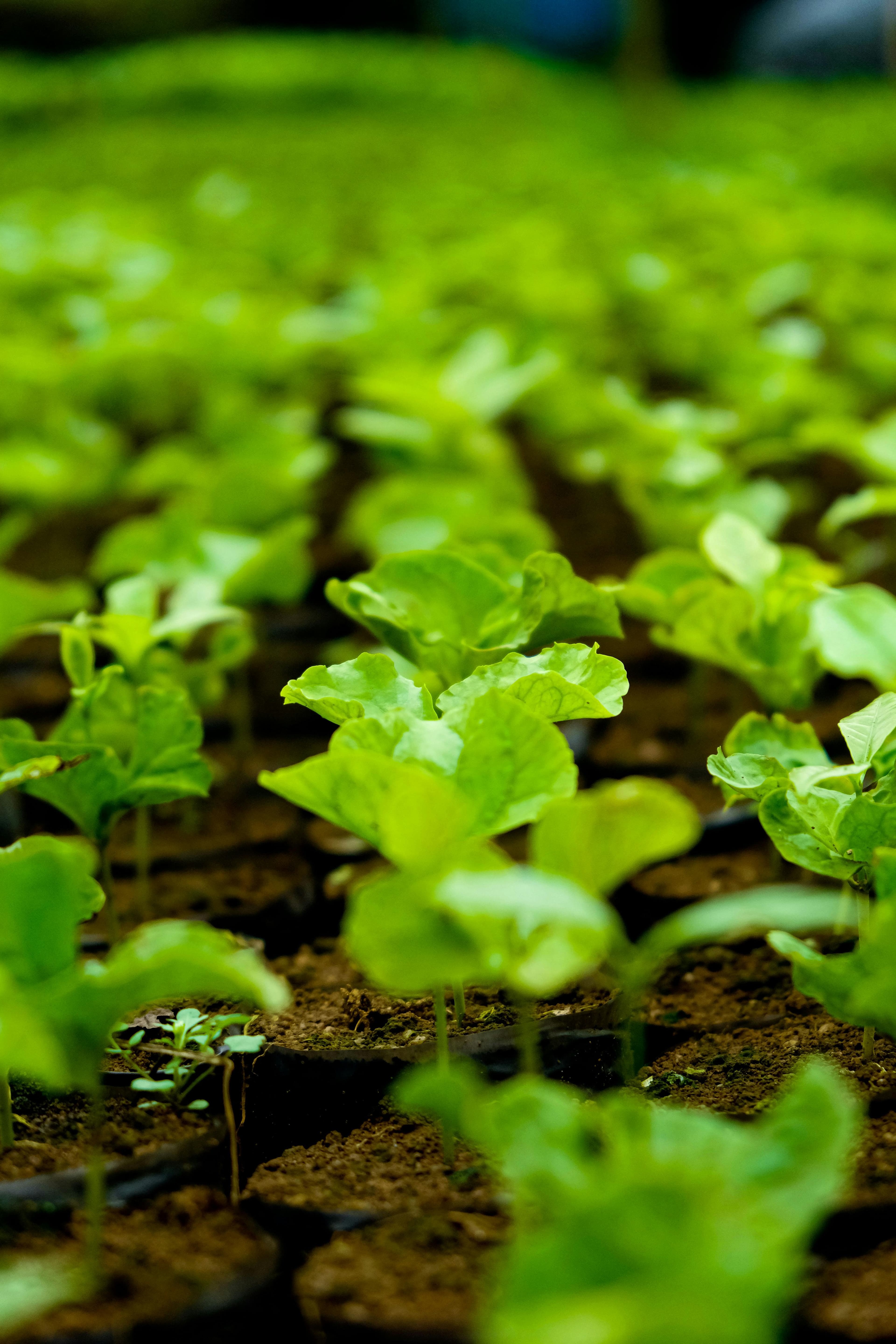Citrus Seedlings