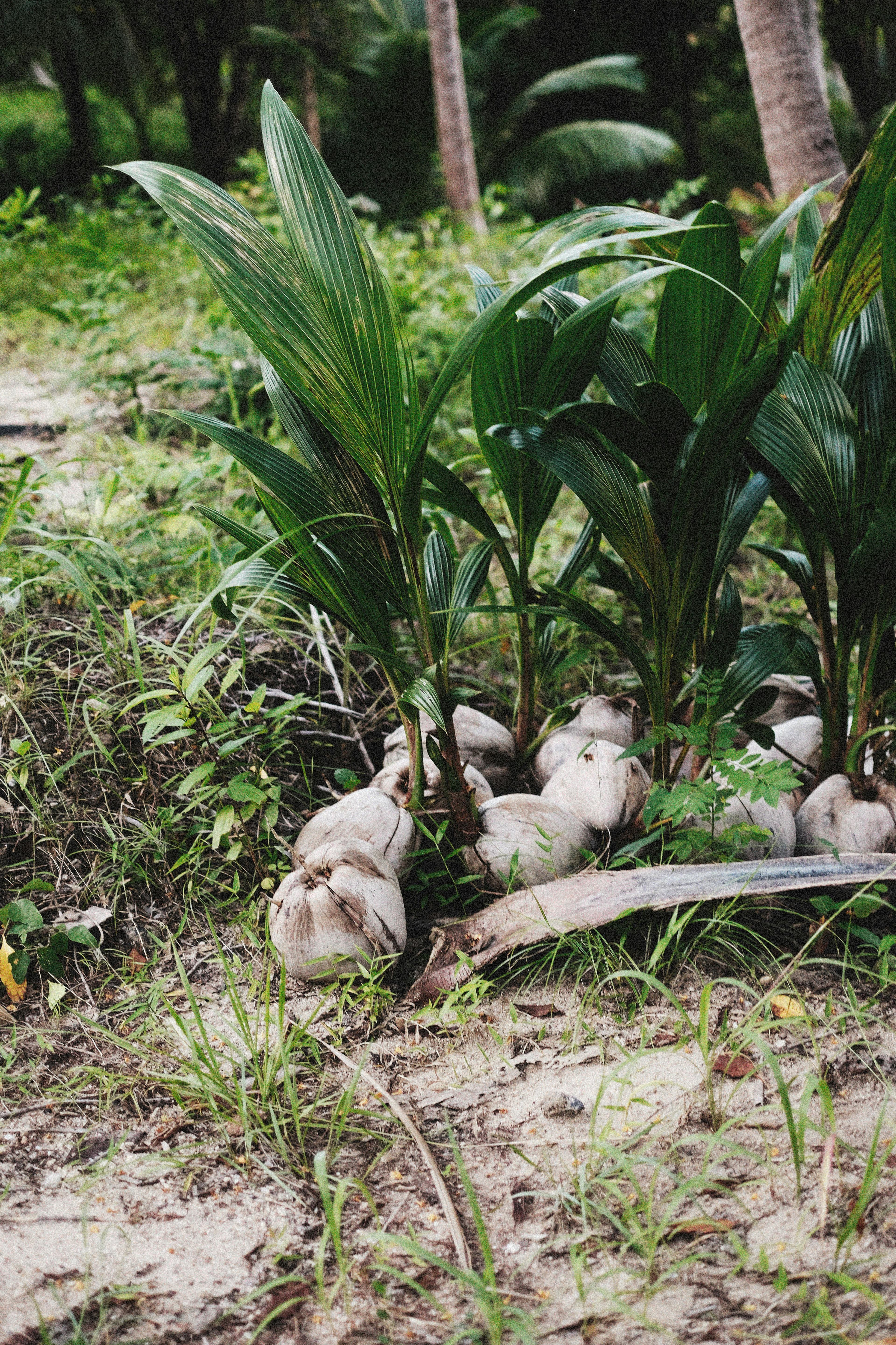 Coconut Hybrid