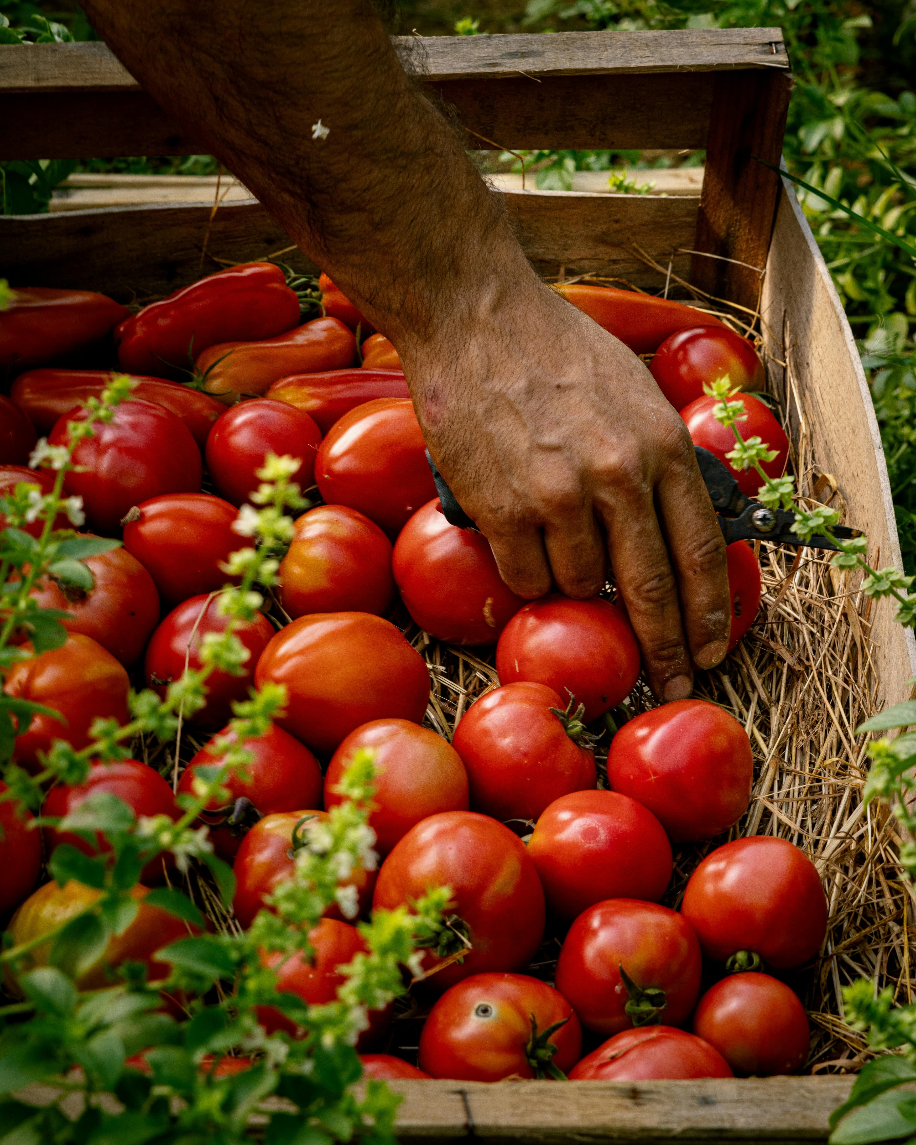 Farmer holding a crate of fresh vegetables