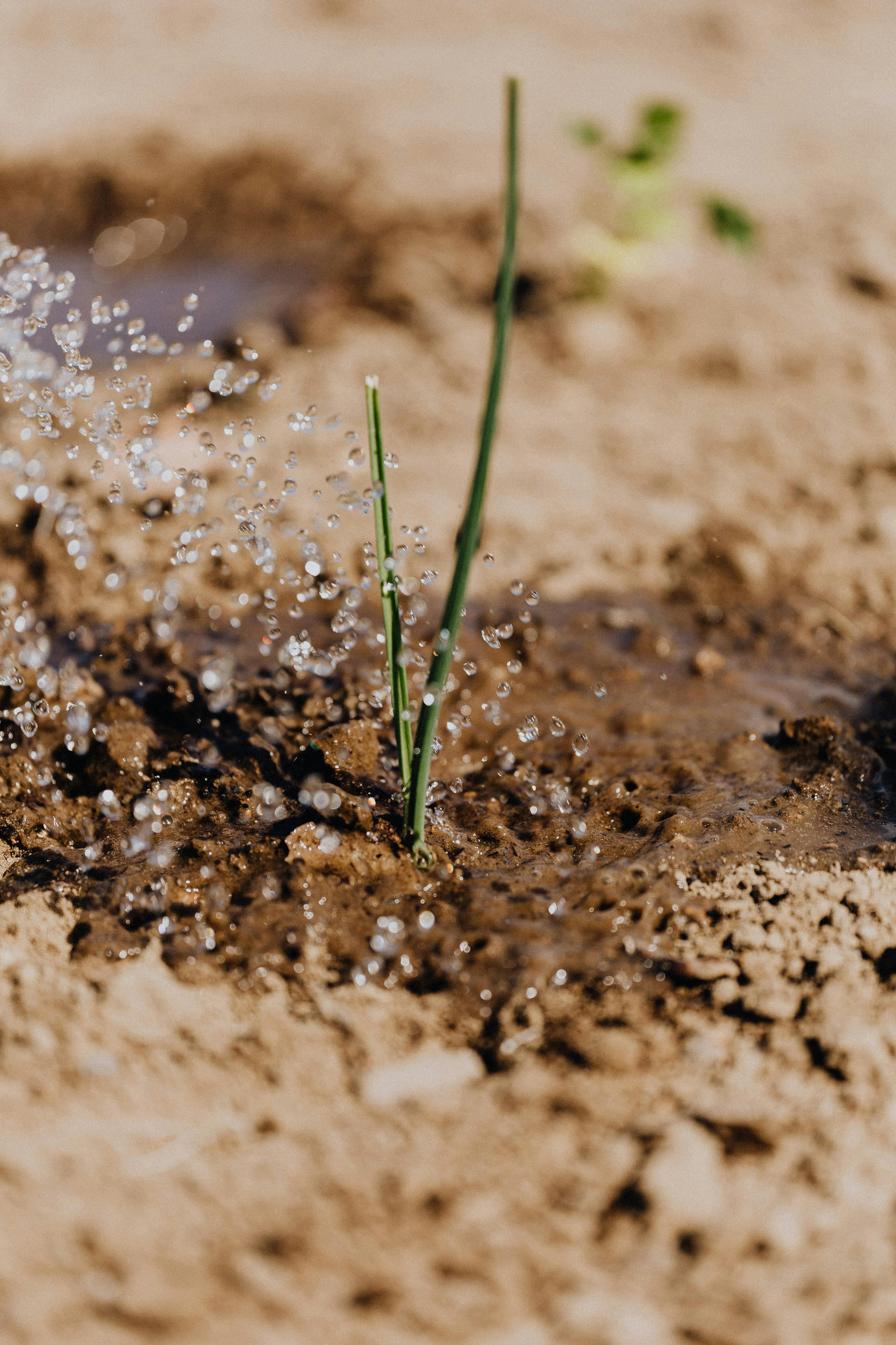 Drip Irrigation