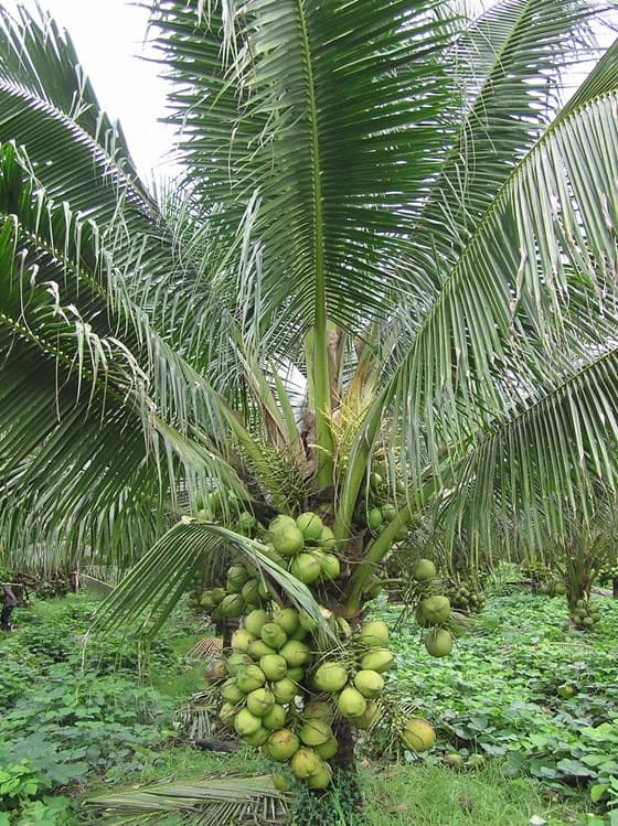 Equatorial Green Dwarf (EGD)