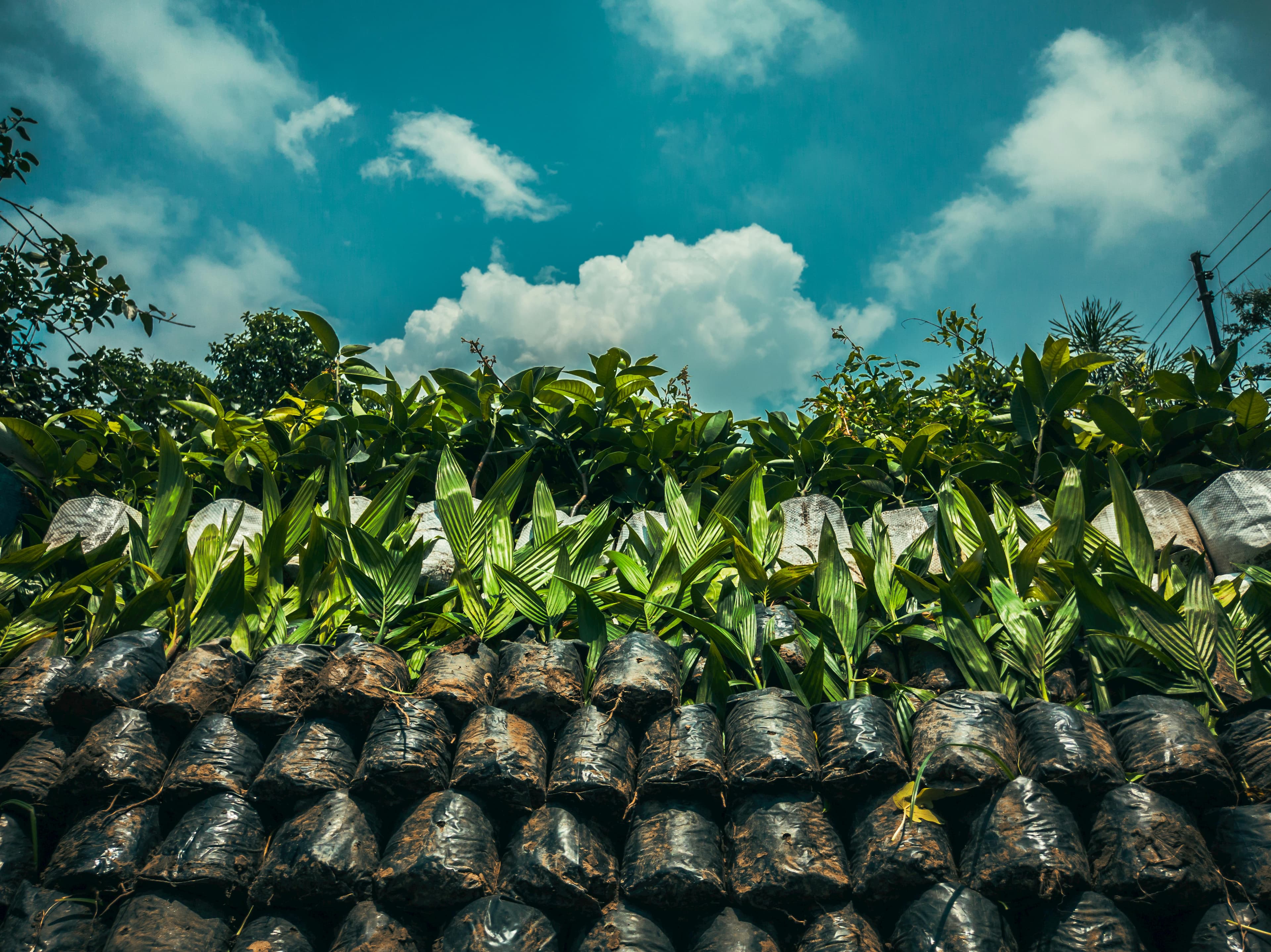 Oil Palm Seedlings